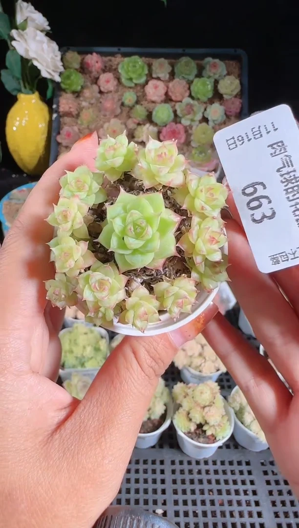 1116-663群生不包整