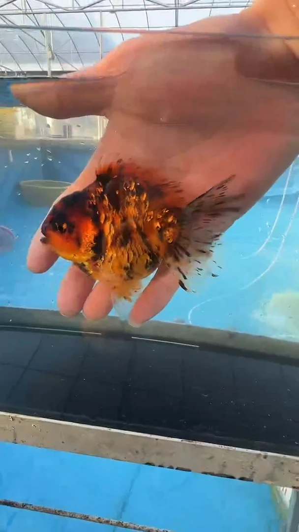 金鱼满两只包邮 开箱视频售后