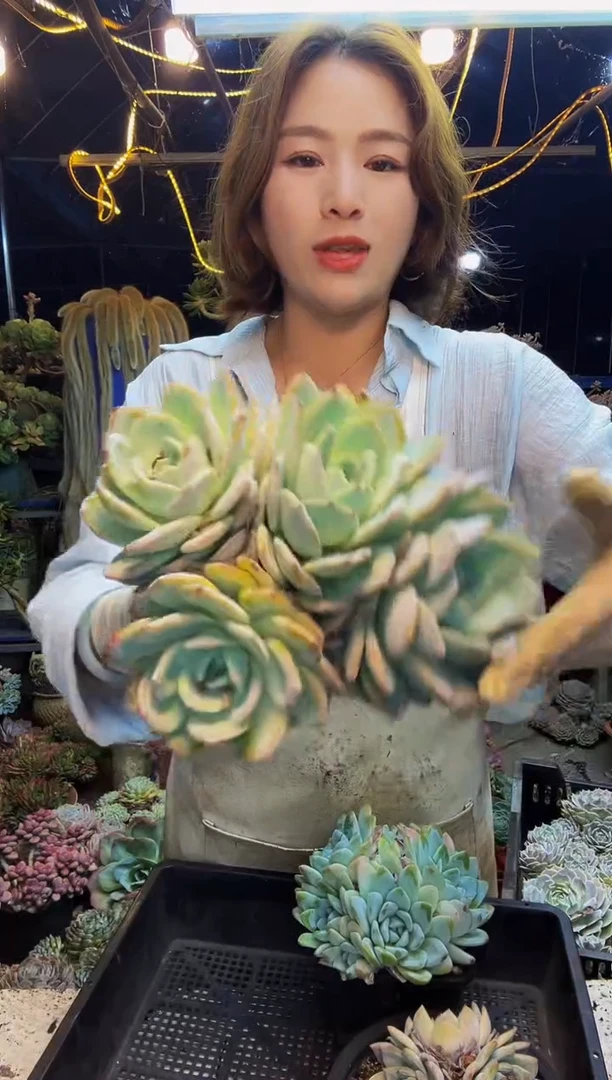 6号一物一拍脱土包邮