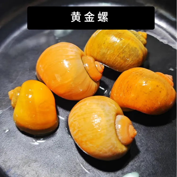 螺黄金观赏螺黄金螺除藻螺鱼缸清洁螺