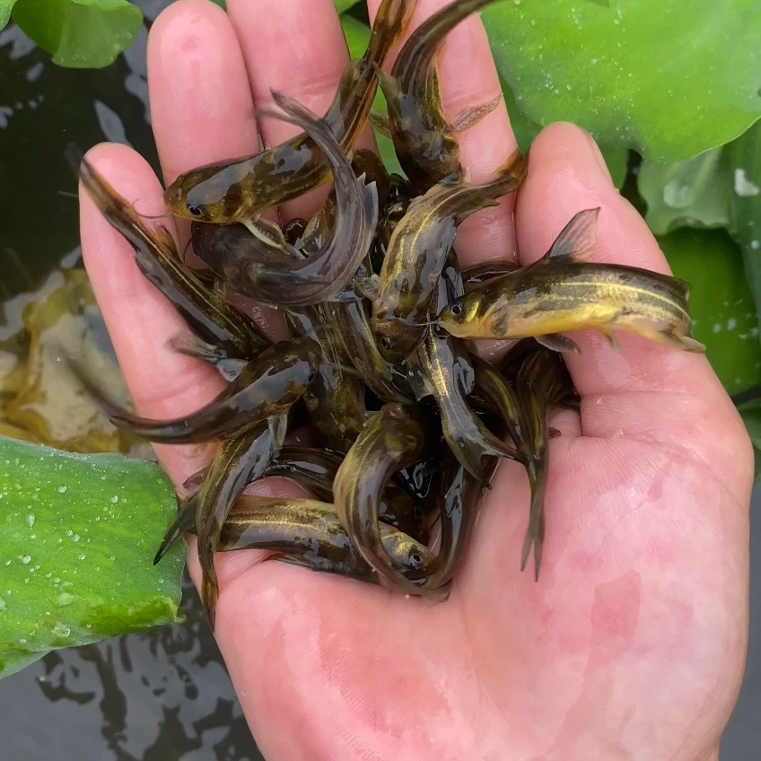 四川黄辣丁 黄颡鱼包邮发货