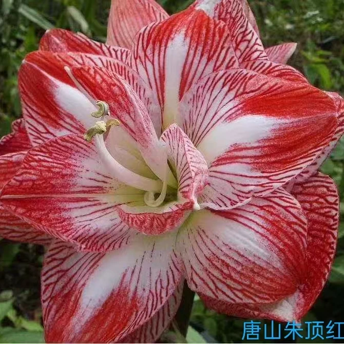 朱顶红种球【诺】4/5厘米-自然球1棵，不承诺待侧芽