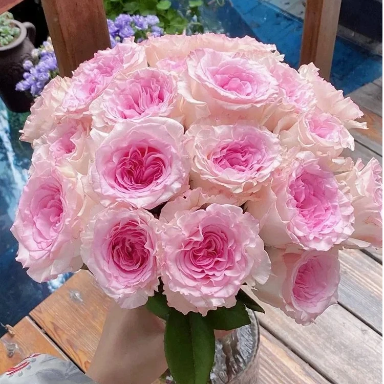 【洛神5支+艾莎5支+向日葵3支】鲜花次日达批发直播品质鲜花 全场任意满两单鲜花顺丰包邮