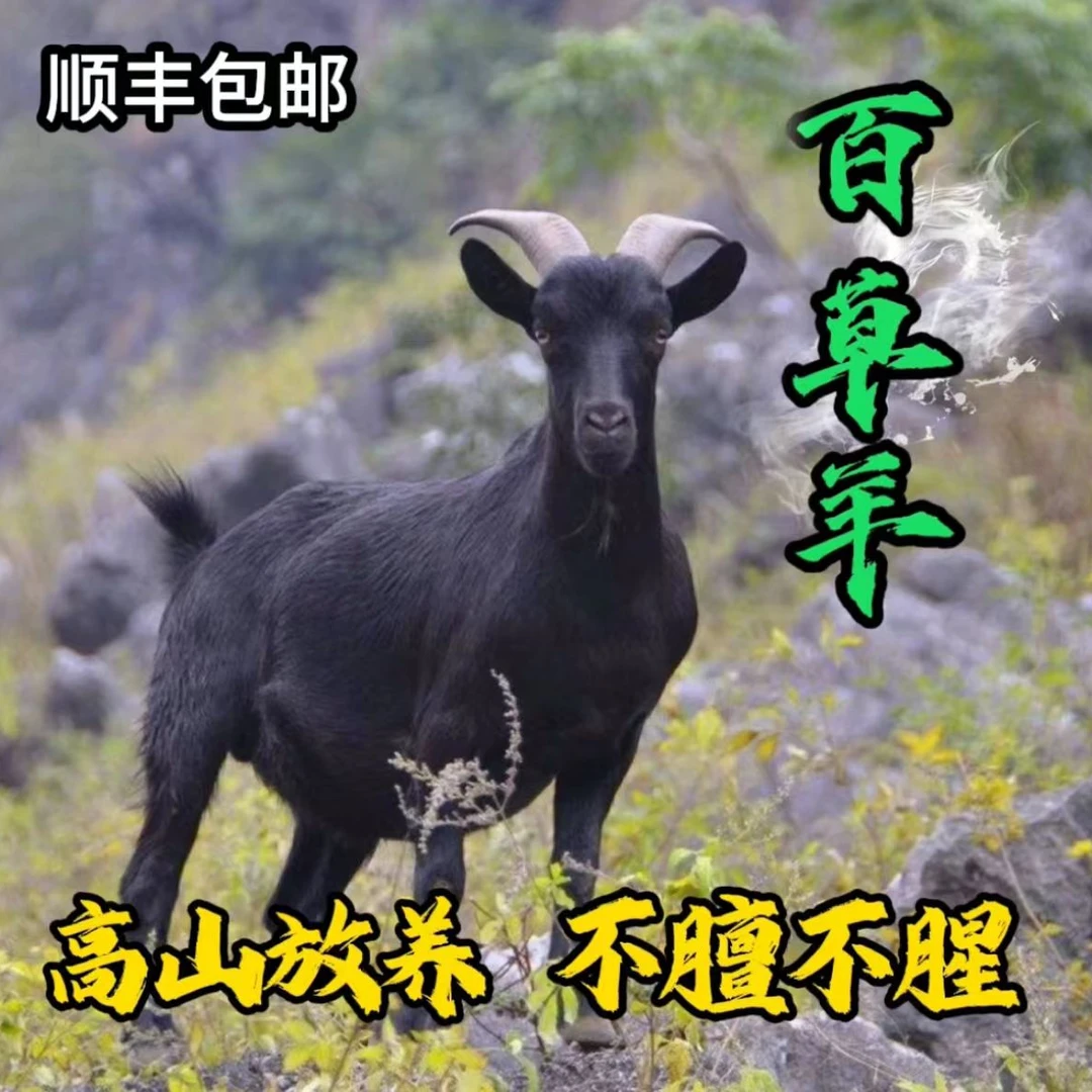 一称一拍  小耳朵跑山羊顺丰包邮