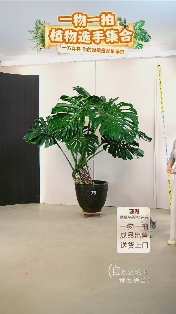 无花朵H**丶龟背竹连盆种好栽好一整套送货上门