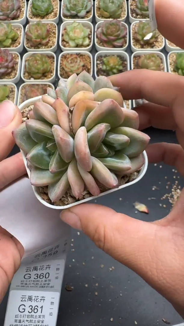 358G云禹多肉植物 脱土纸巾打包 3颗包邮