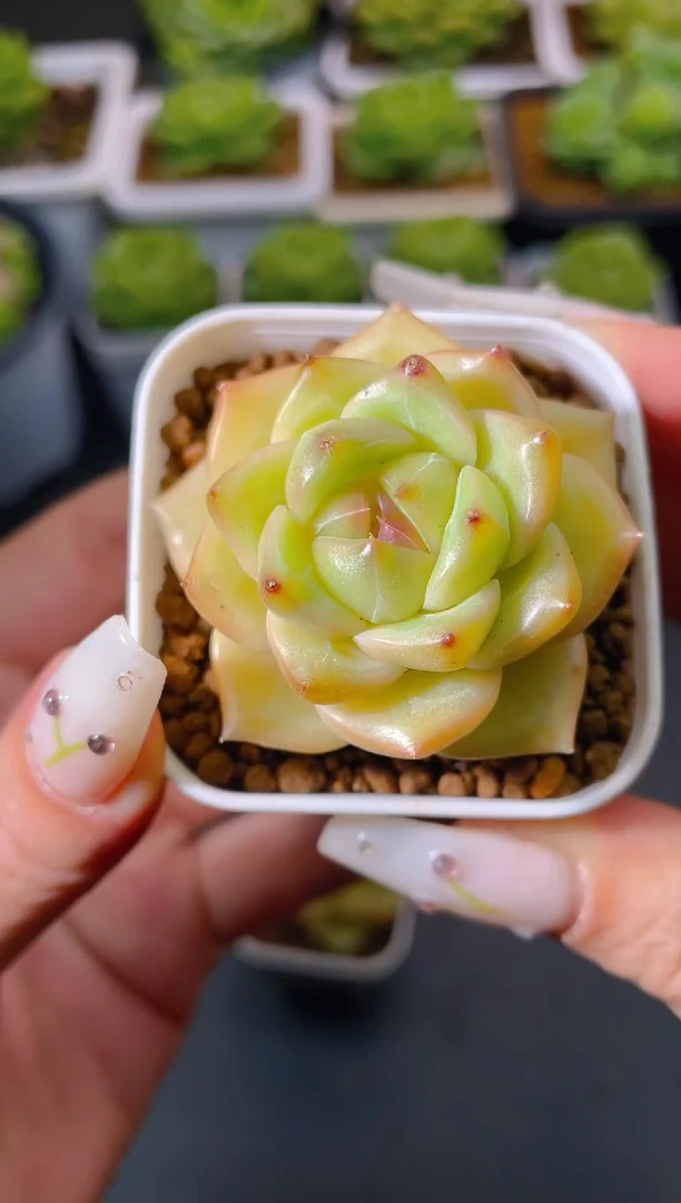 040蛋壳量拍发一颗