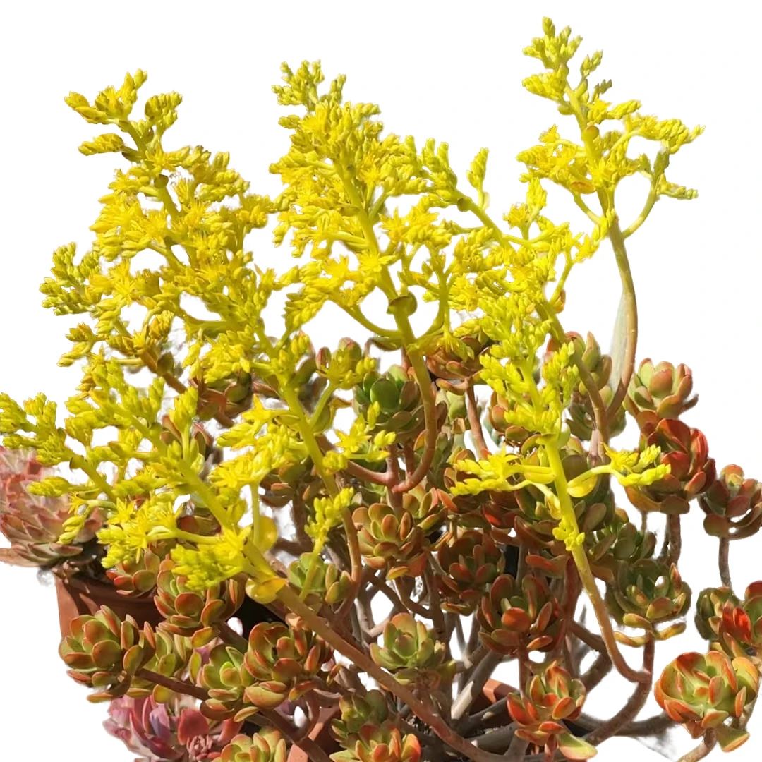 精品多肉    金玉满堂