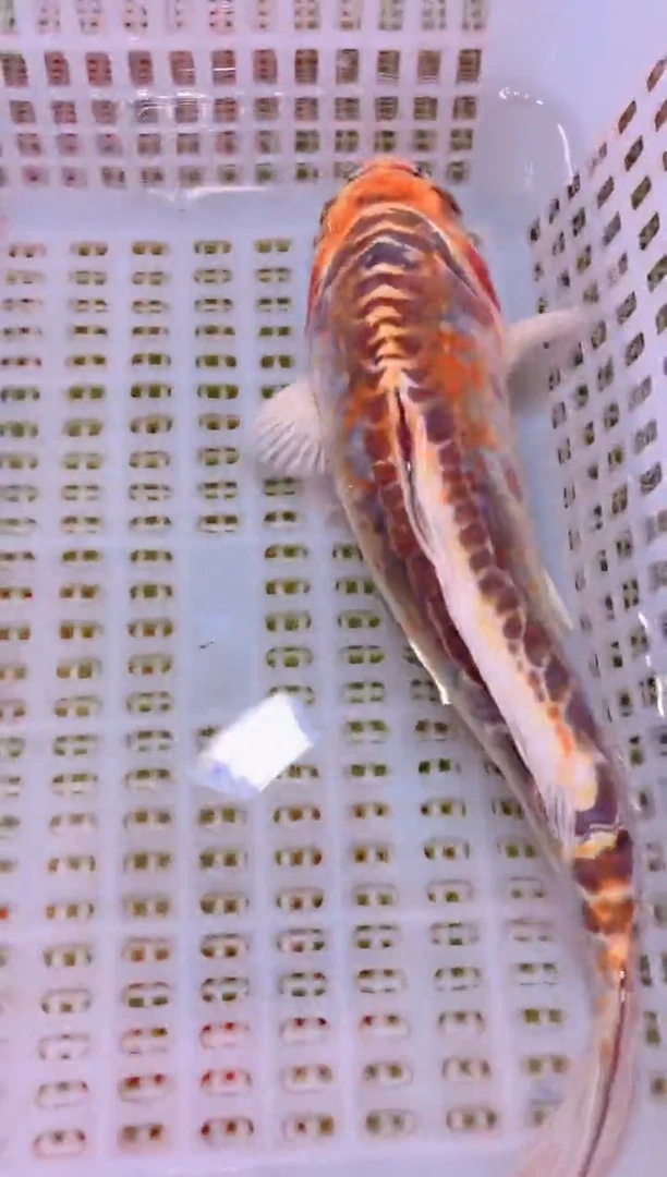 锦鲤冷水观赏鱼全场包邮19