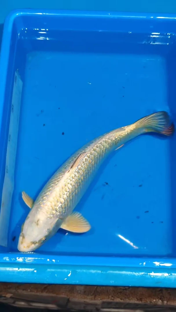 锦鲤016-丸博银鳞金狐（锦鲤统一发顺丰空运到付）