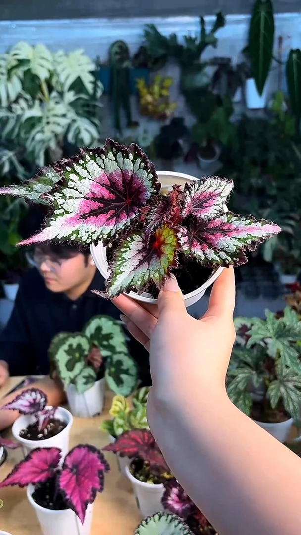 完全开放杂菜秋海棠02