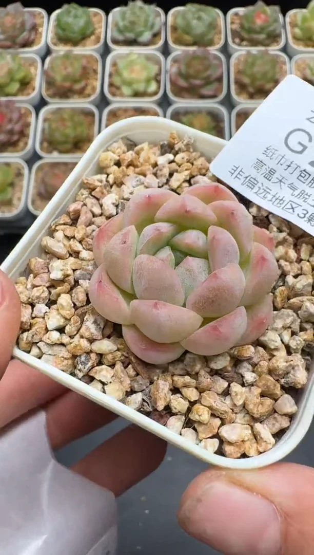 236G云禹多肉植物 脱土纸巾打包 3颗包邮