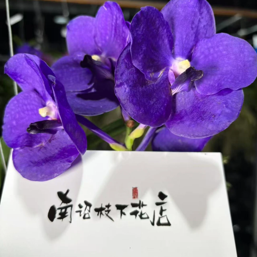 【南诏二级】泰国巨蟹座万代兰 高贵丝绸 爆花 简单好养