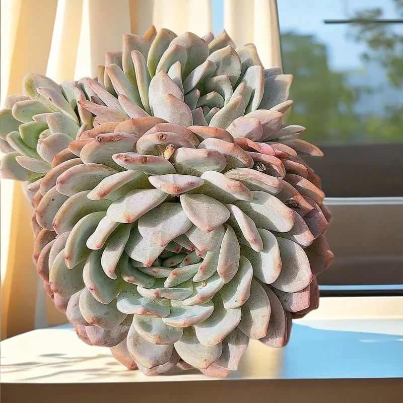 大群生橙梦露 两头起 脱土发 多肉【满15包邮】 以直播间为准