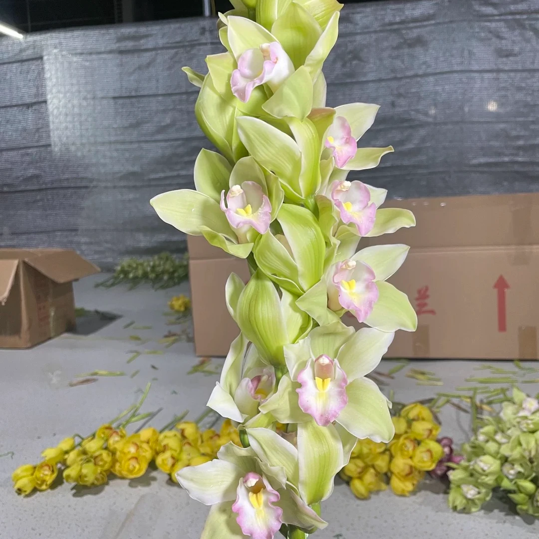 鲜切花  AAAAA碧波仙子 大花蕙兰 年宵花喜庆家庭花卉