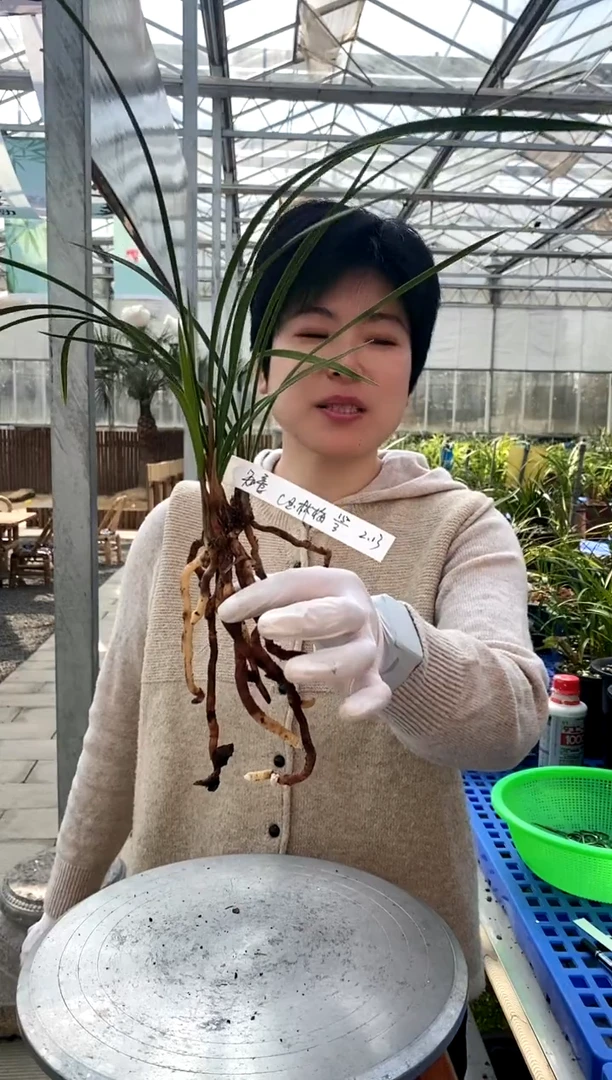 【闪购商品】玉林梅，知意