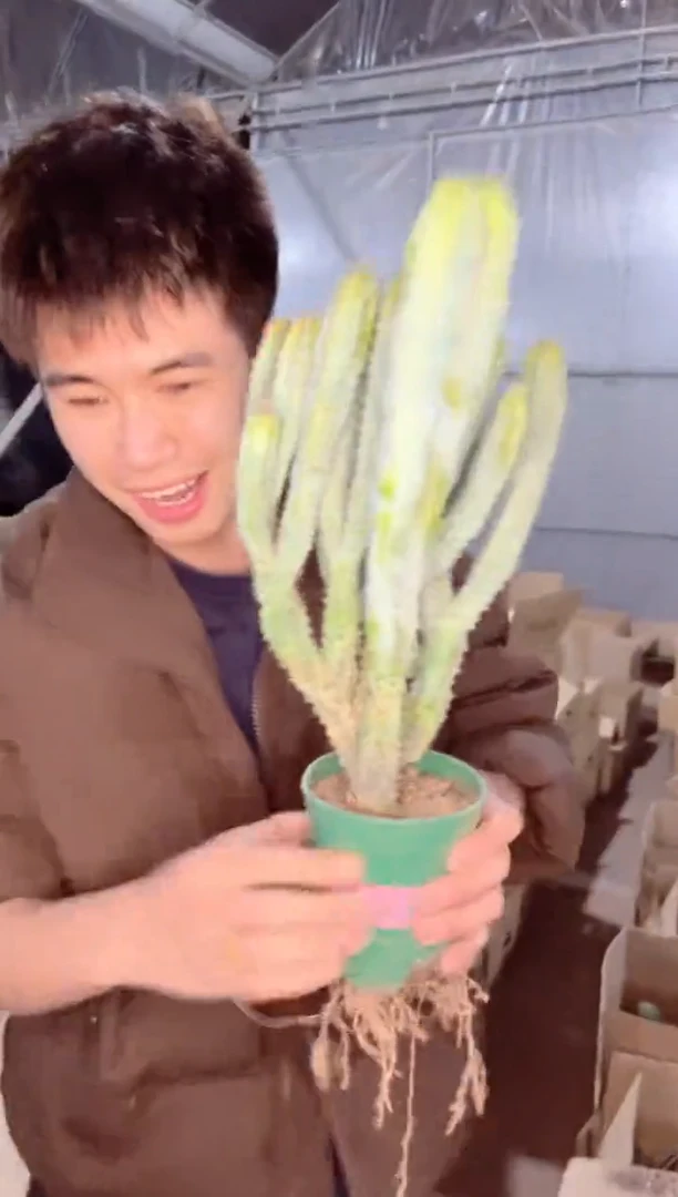 【闪购商品】多头 泰隆木