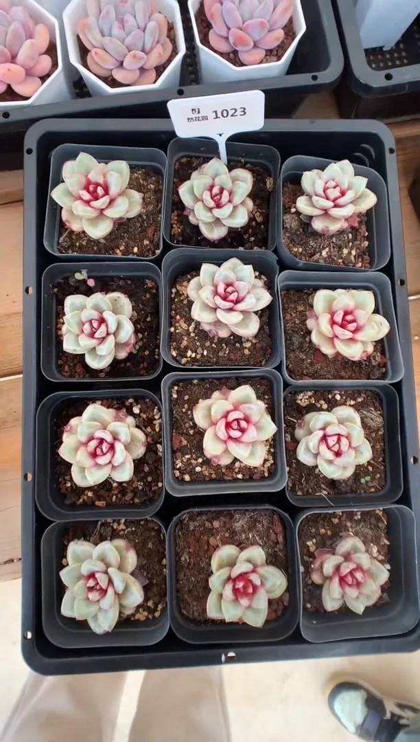 【闪购商品】1023德国香槟三棵量拍