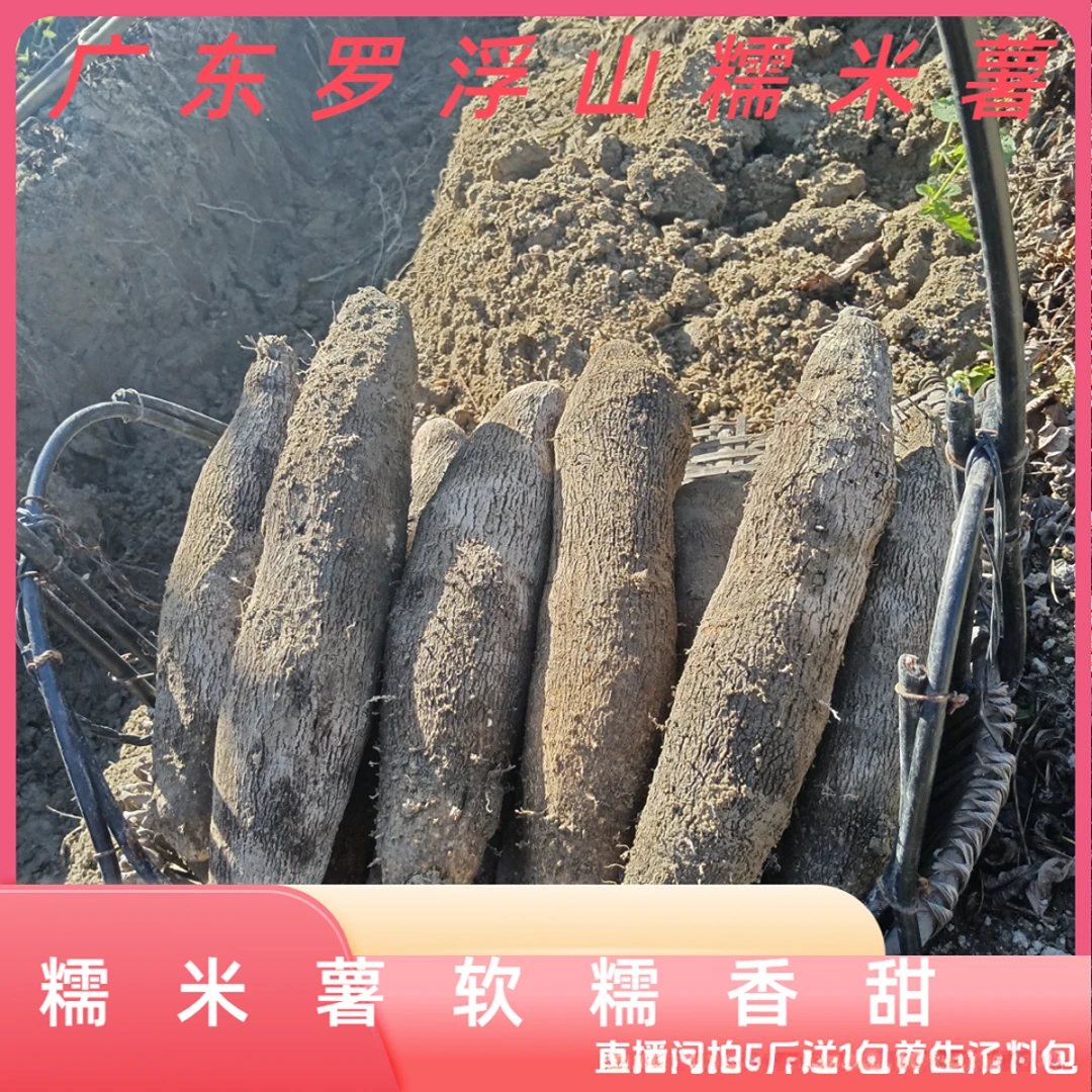 糯米薯山药怀山广东罗浮山横河镇土特产新鲜现挖产地直发包粉包糯