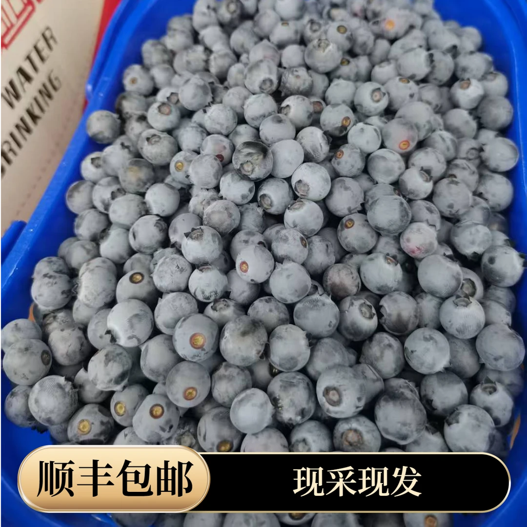 【顺丰包邮】广西高山土蓝莓酸甜好吃时令当季鲜果现采现发