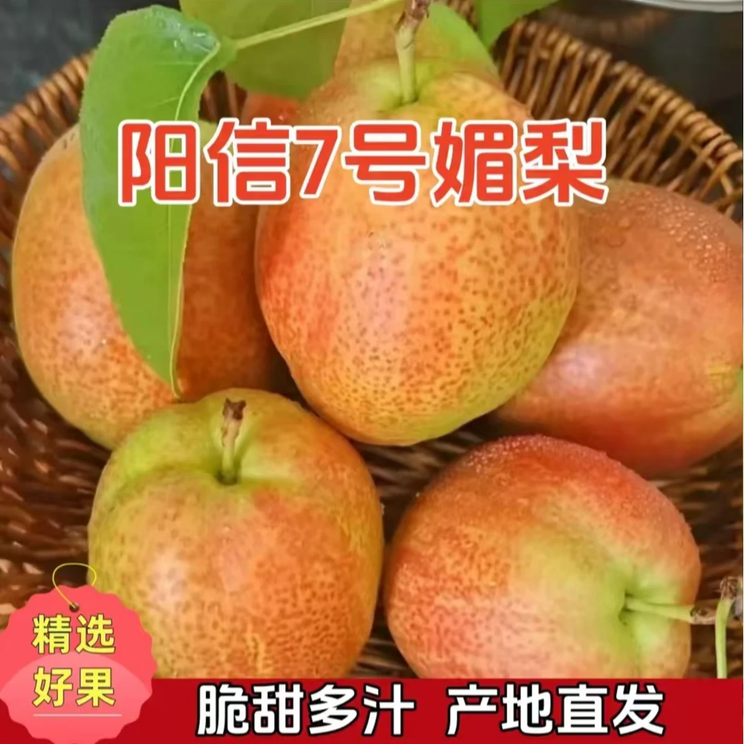 【现摘现发】正宗7号媚梨新香梨香甜皮薄口感脆甜多汁坏果包赔