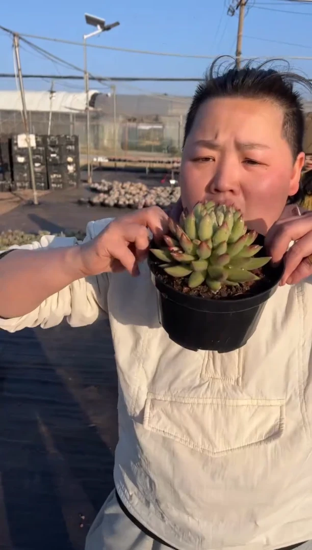 【闪购商品】4-单头二代虞美人带盆土9.99