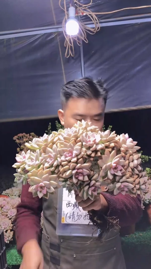212淡雪缀化一物一拍