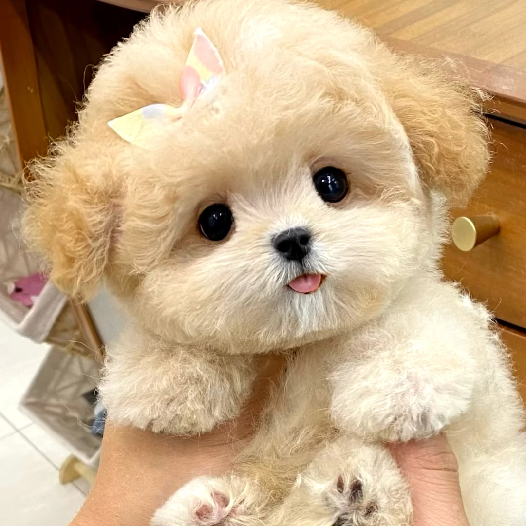 宠宝家宠物狗狗比熊链接二