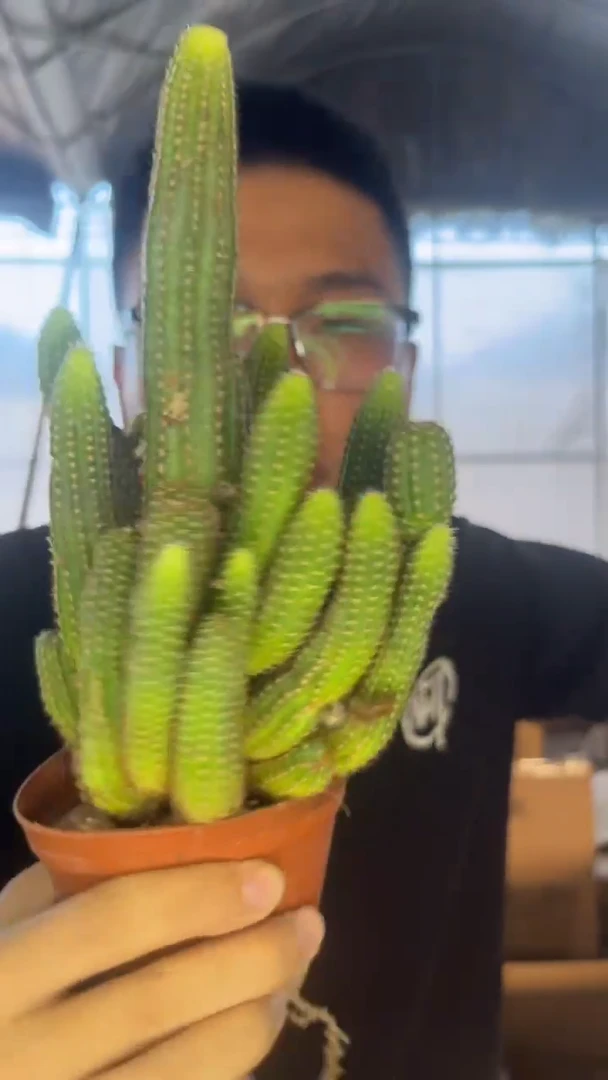 多头 红花白檀【带根】