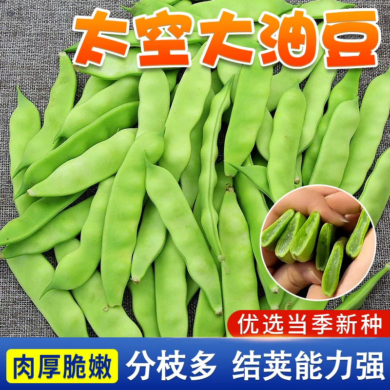 太空大油豆种子 东北豆角种子春季简单小院种植蔬菜夏季