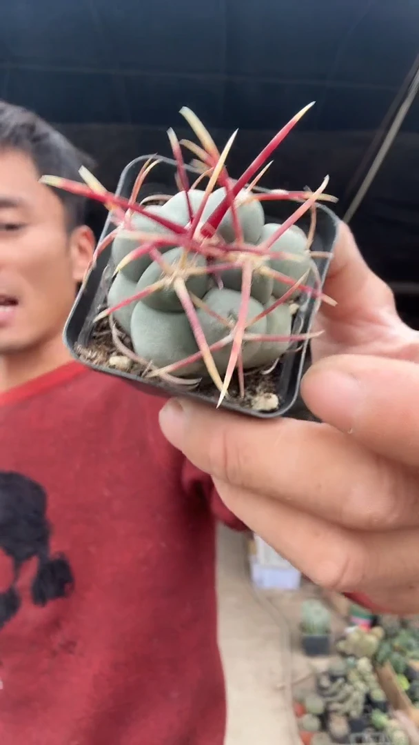 2-1实生高木绯冠龙39.99