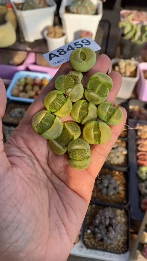 【闪购商品】8459直播一物一拍