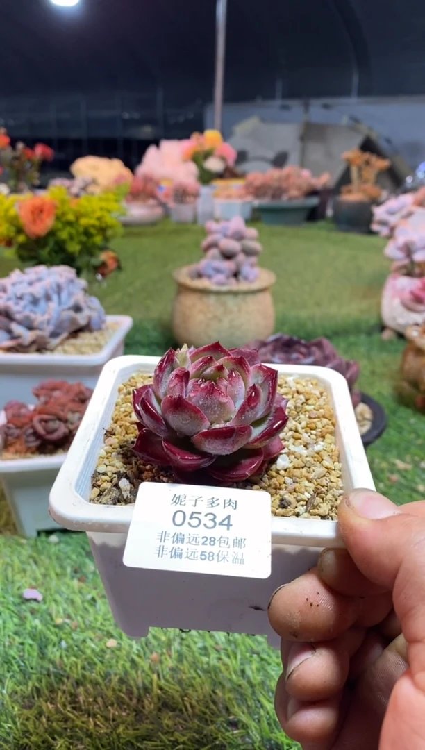 【闪购商品】0534夜魔侠aaaa