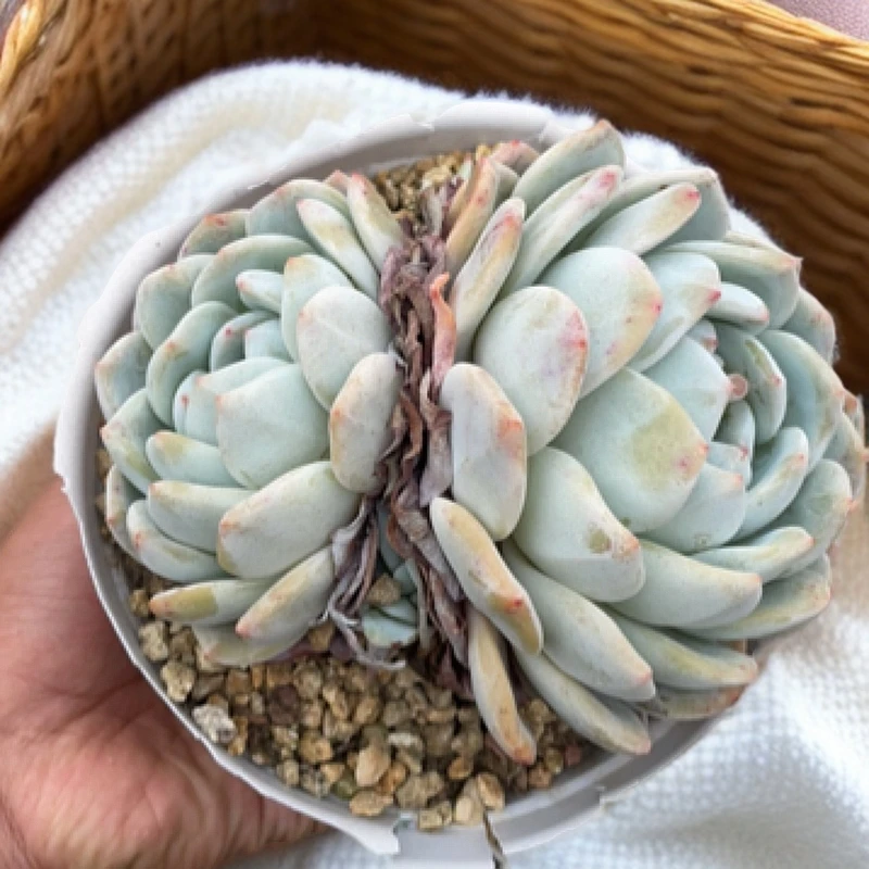 老桩橙梦露1箱装包邮