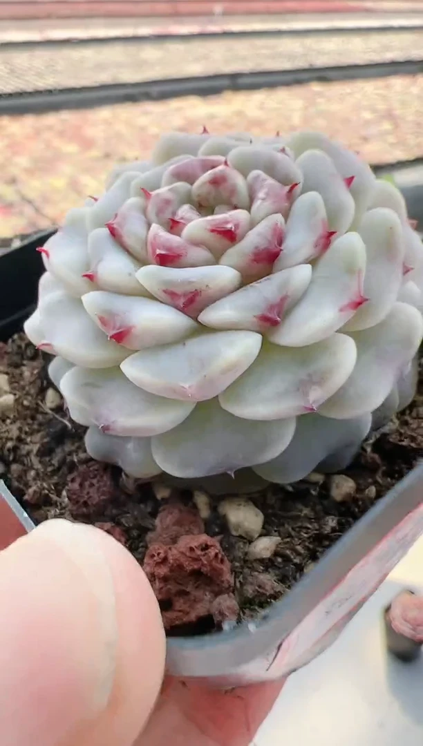 【闪购商品】晶-30