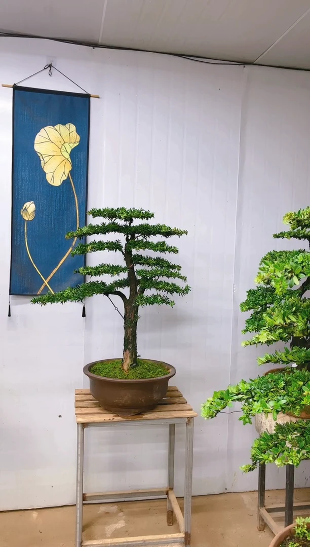 无花朵精品盆景  一物一拍
