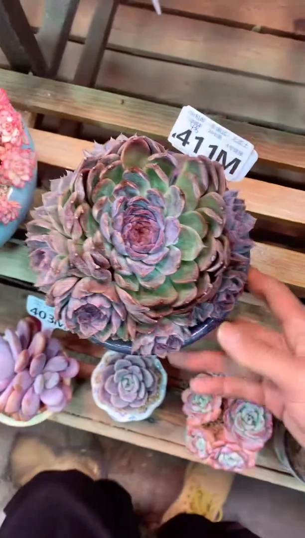 411M（一物一拍，精品多肉，所见即所得 ）