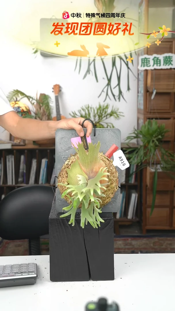不开花植物A916-玉女孢子苗