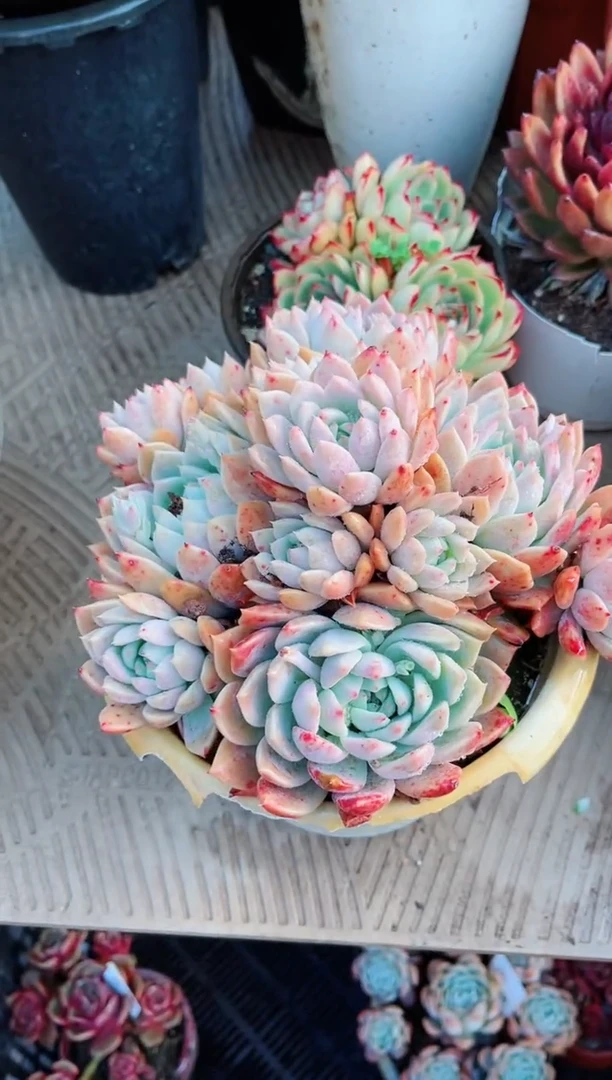 【闪购商品】22162