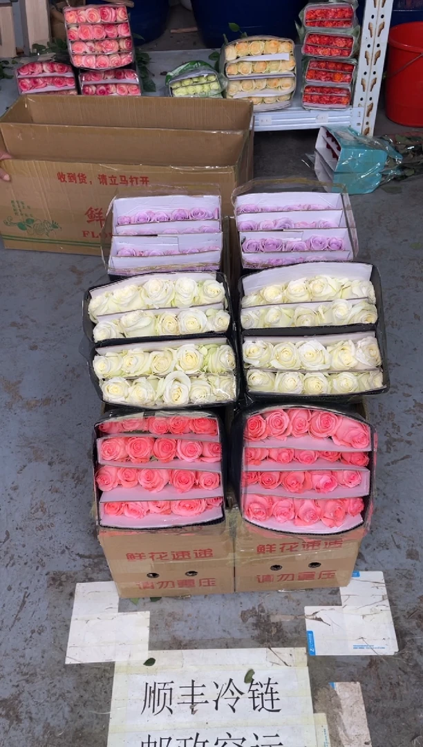 骄傲20枝+戴安娜20枝+海洋之歌20枝