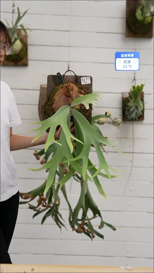 完全开放A749银华交爪哇