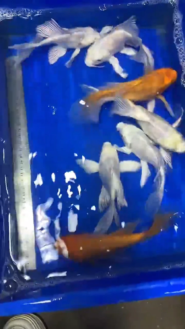 蝴蝶鲤鱼蝴蝶鲤直播选鱼专用链接