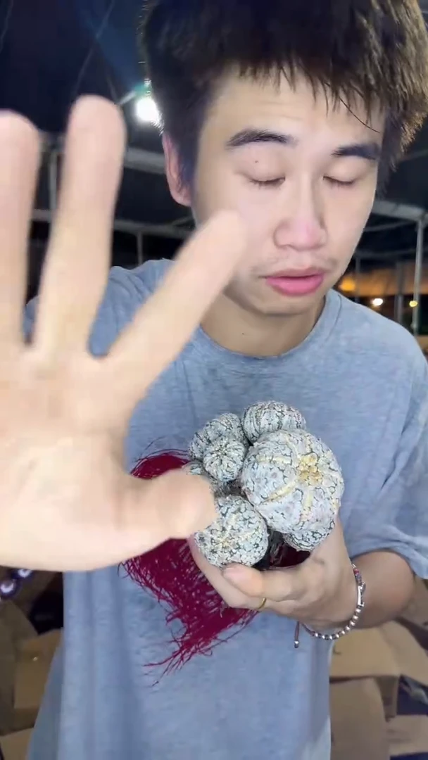 超大 多头 浓白兜【带根】