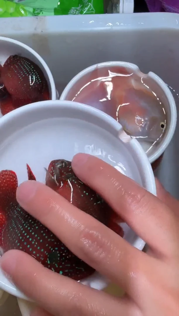 鹦鹉鱼红宝石一对