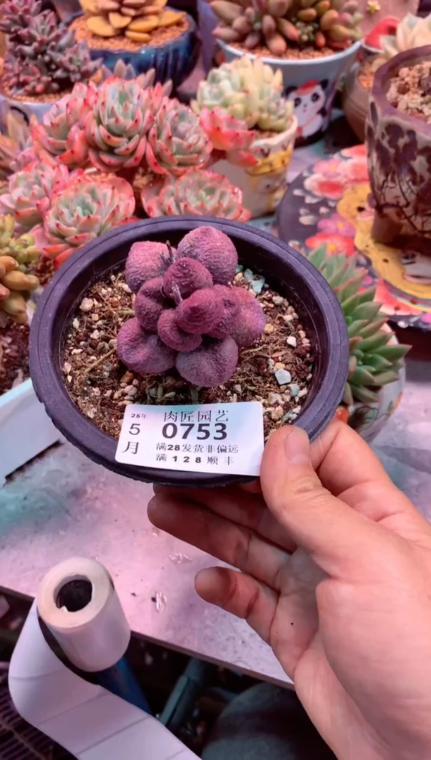 0753满28发货包邮非偏远