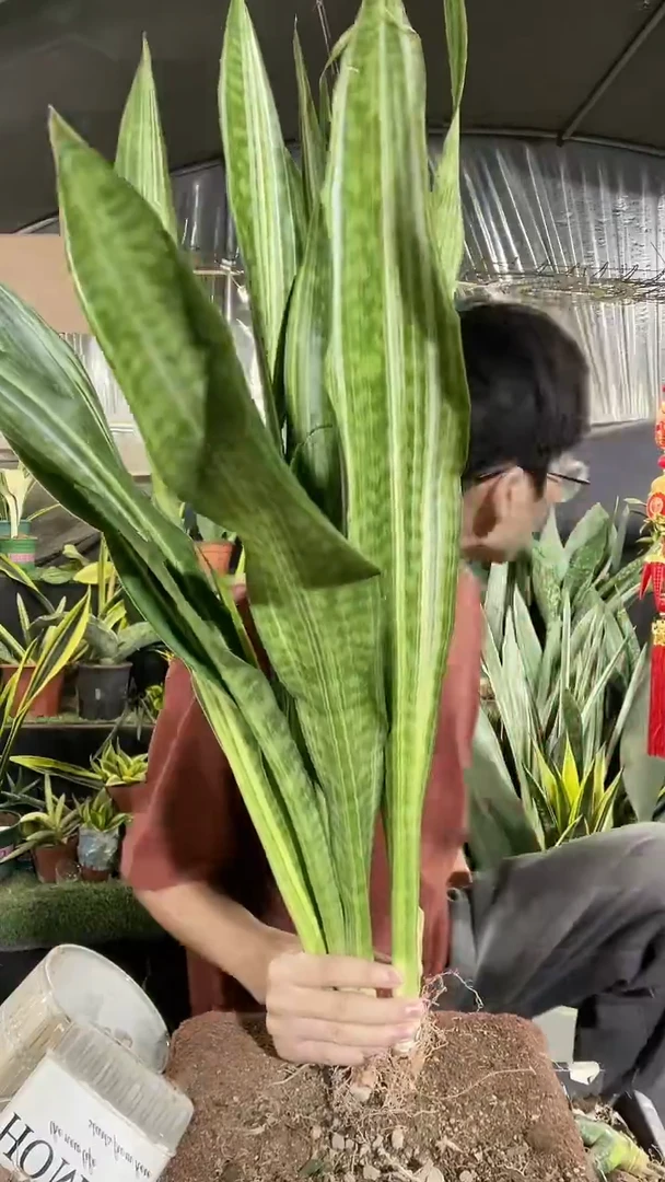 百合虎皮兰裸根3棵28.8