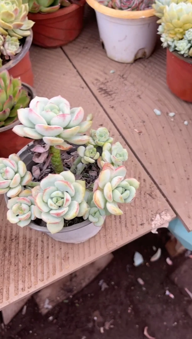 枫*多肉植物一物一拍06231