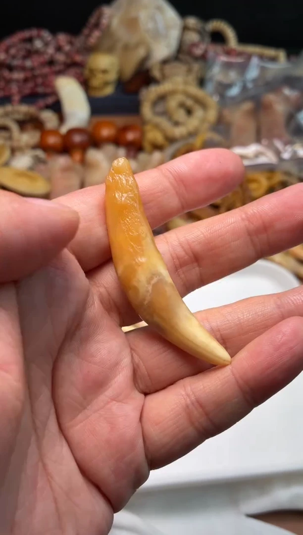 骆驼牙吊坠哎*杂件563-骆驼牙吊坠