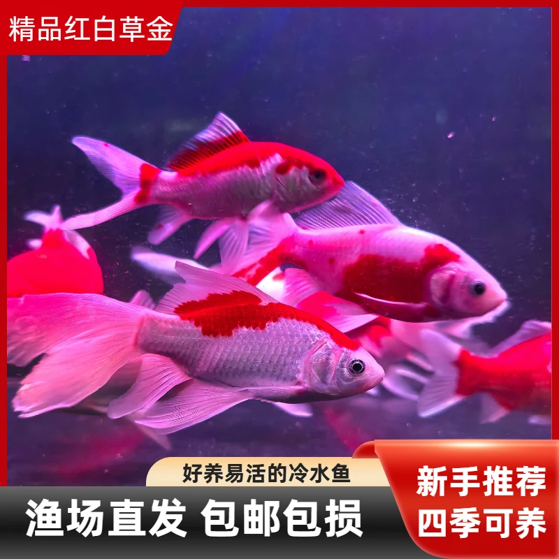 长尾红白草金观赏鱼冷水鱼淡水鱼好养耐活包邮