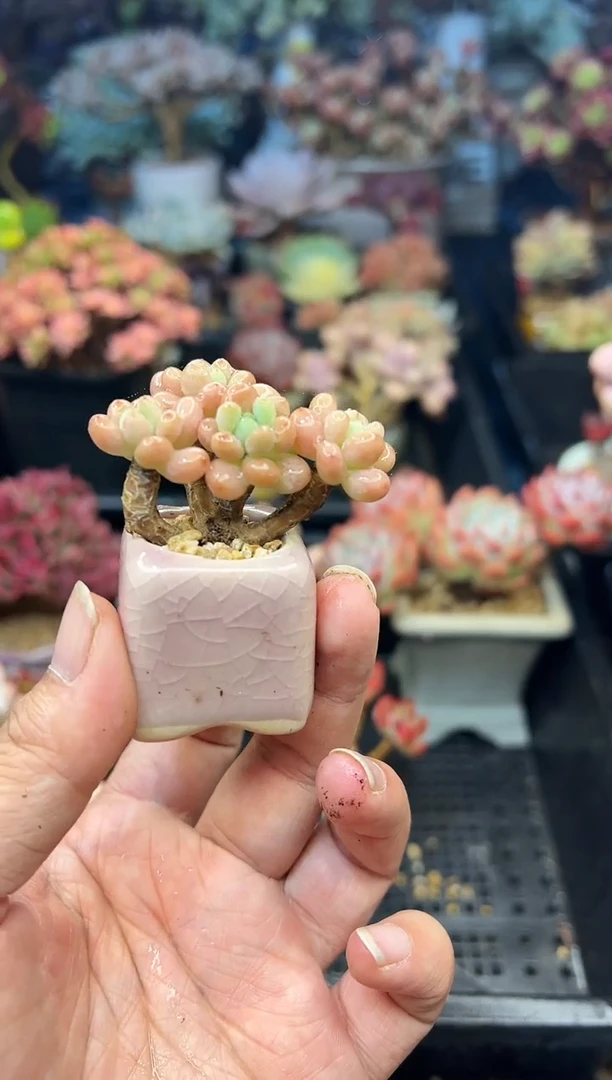 黔766            不带盆